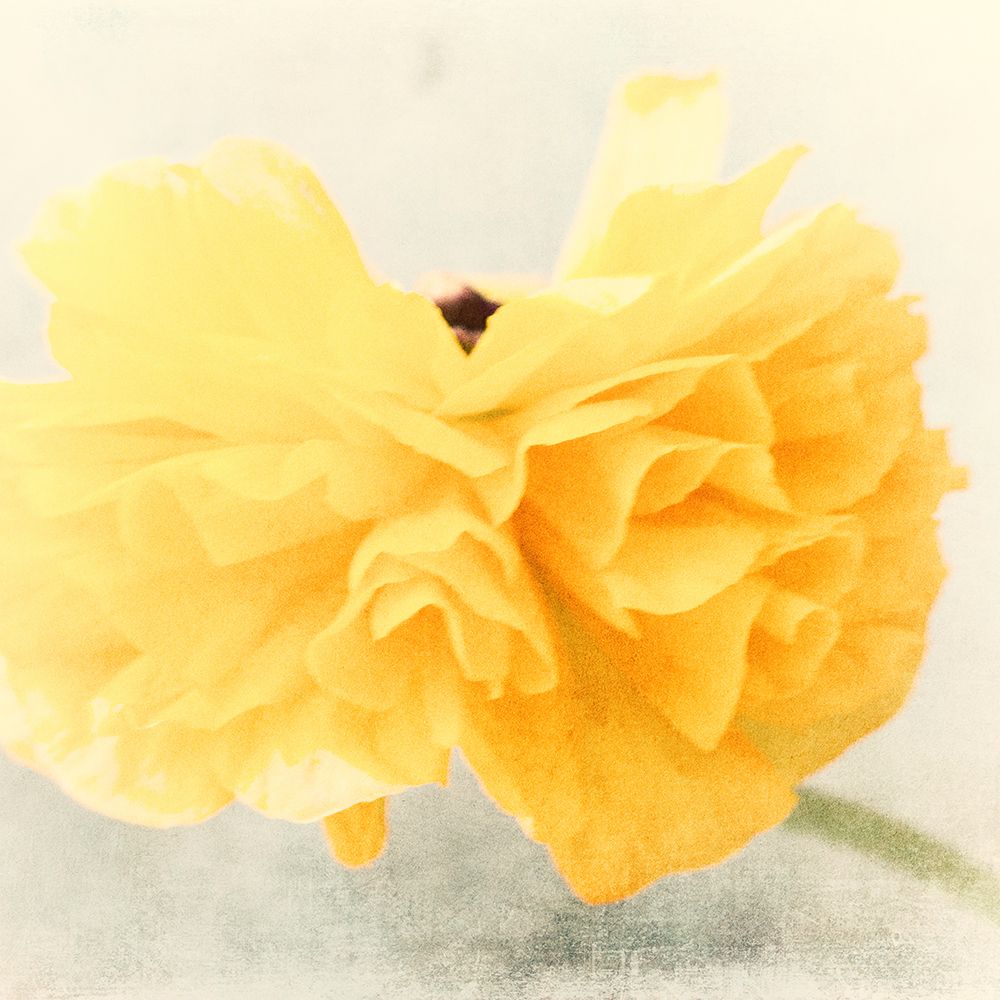 Tutu art print by Judy Stalus for $57.95 CAD