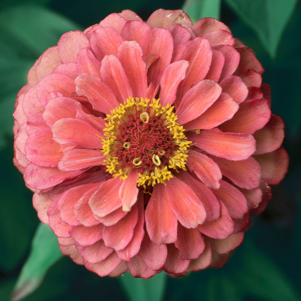 Pink Tangerine art print by Judy Stalus for $57.95 CAD