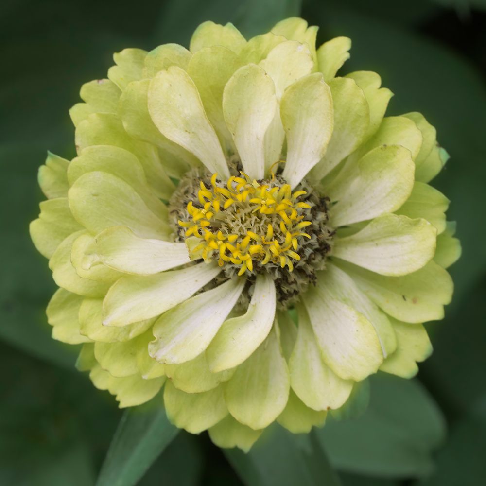Lime Ade art print by Judy Stalus for $57.95 CAD