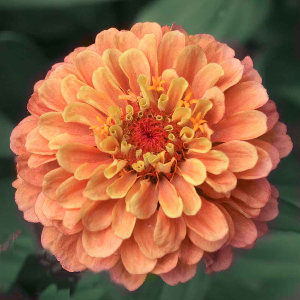 Petals art print by Judy Stalus for $57.95 CAD