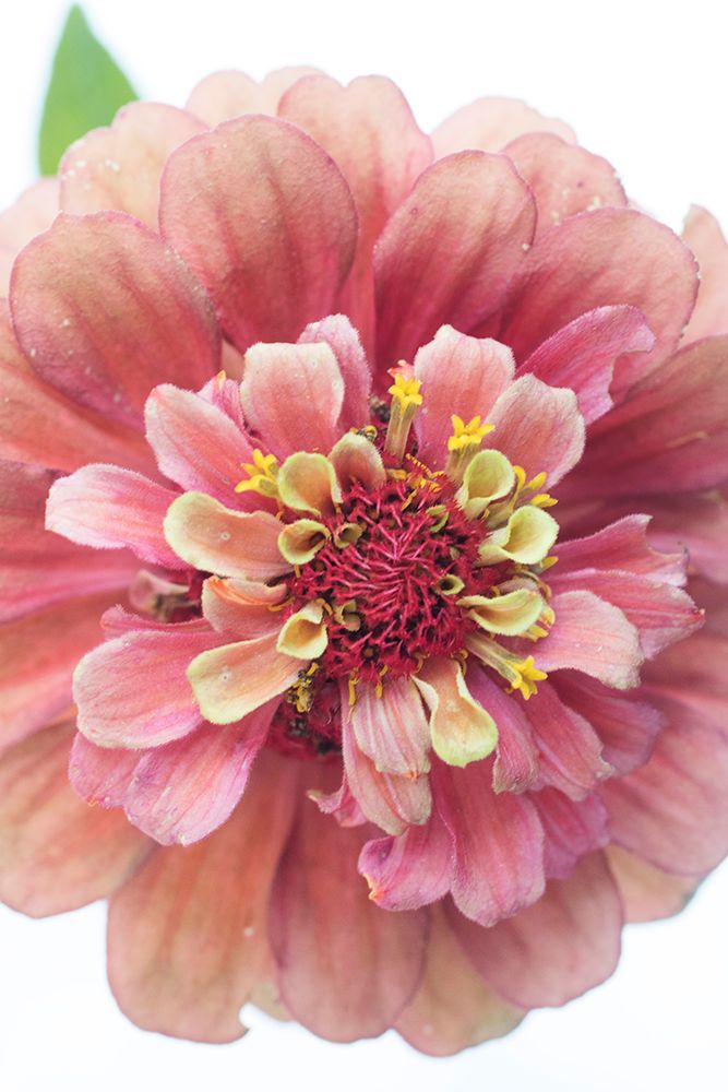 Cheer art print by Judy Stalus for $57.95 CAD