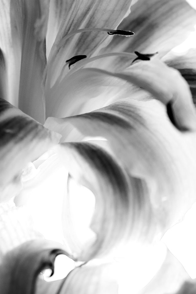 Explosion art print by Judy Stalus for $57.95 CAD