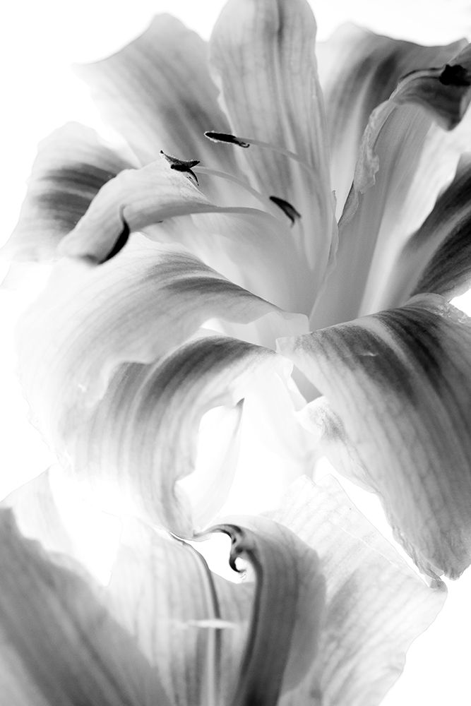 Burst art print by Judy Stalus for $57.95 CAD