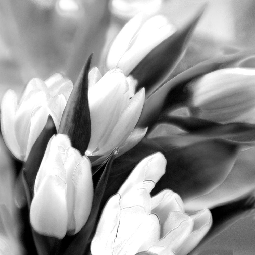 Tulip Dream art print by Judy Stalus for $57.95 CAD