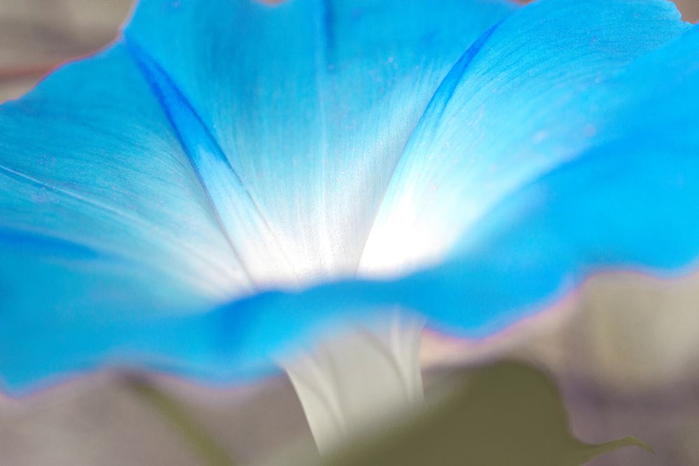 blue art print by Judy Stalus for $57.95 CAD