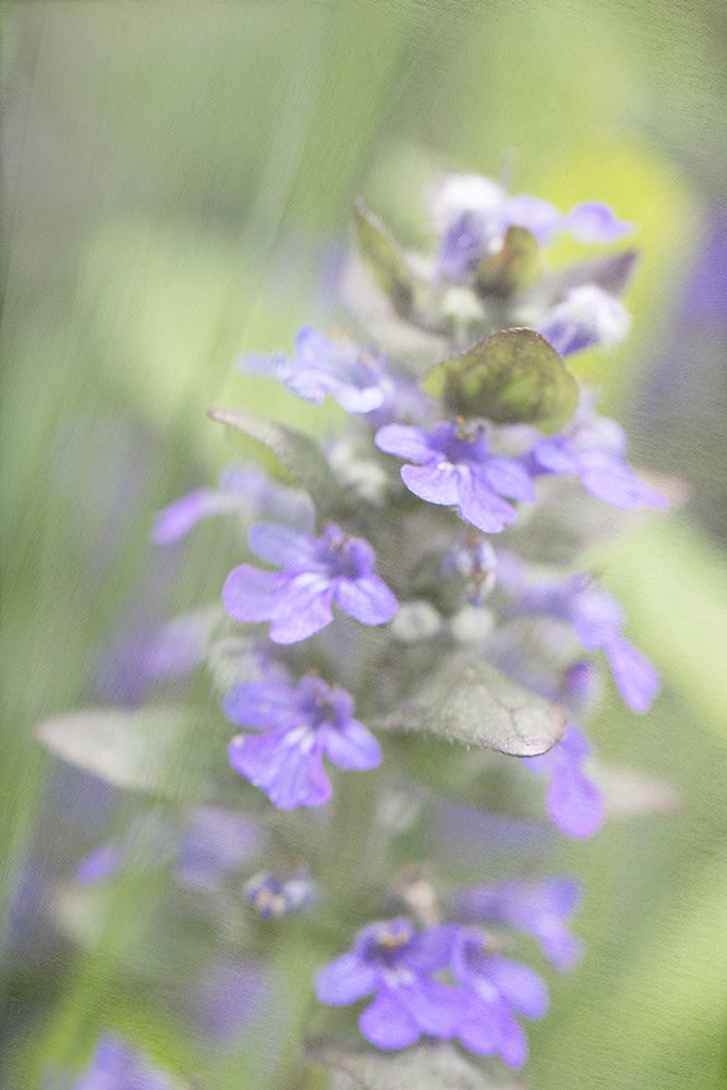 Blue Morning art print by Judy Stalus for $57.95 CAD