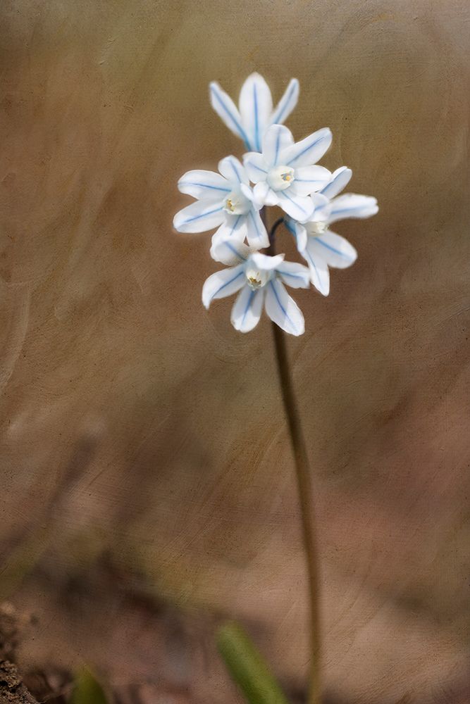 Spring art print by Judy Stalus for $57.95 CAD