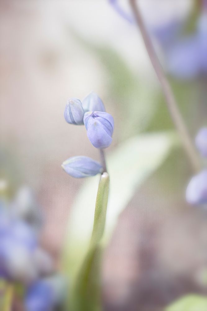 Scilla art print by Judy Stalus for $57.95 CAD