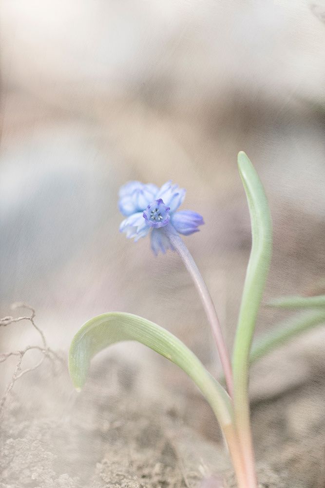 Spring Morning art print by Judy Stalus for $57.95 CAD
