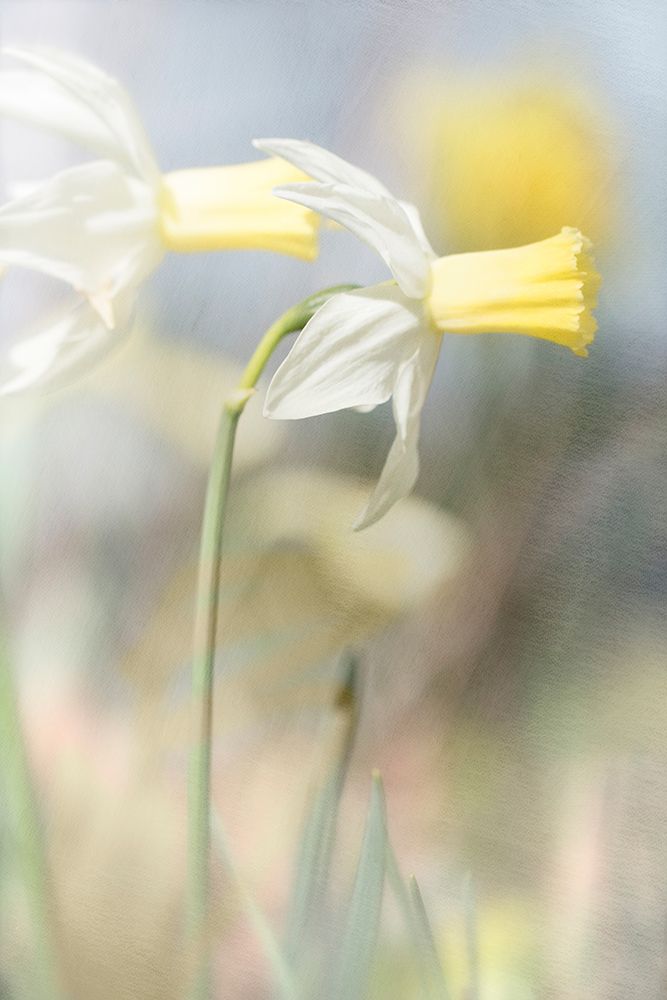 Jonquil art print by Judy Stalus for $57.95 CAD