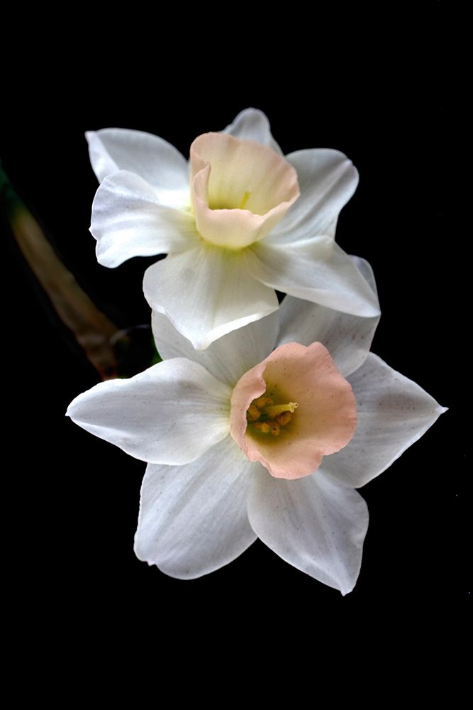 Pink Narcissus art print by Judy Stalus for $57.95 CAD