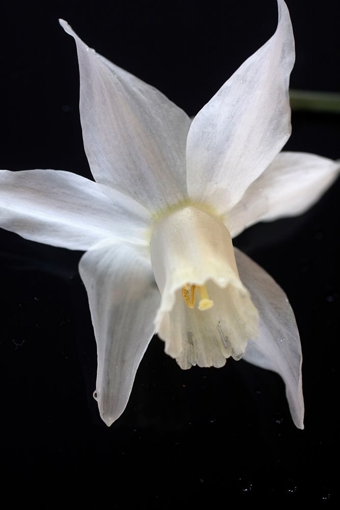 White Jonquil art print by Judy Stalus for $57.95 CAD