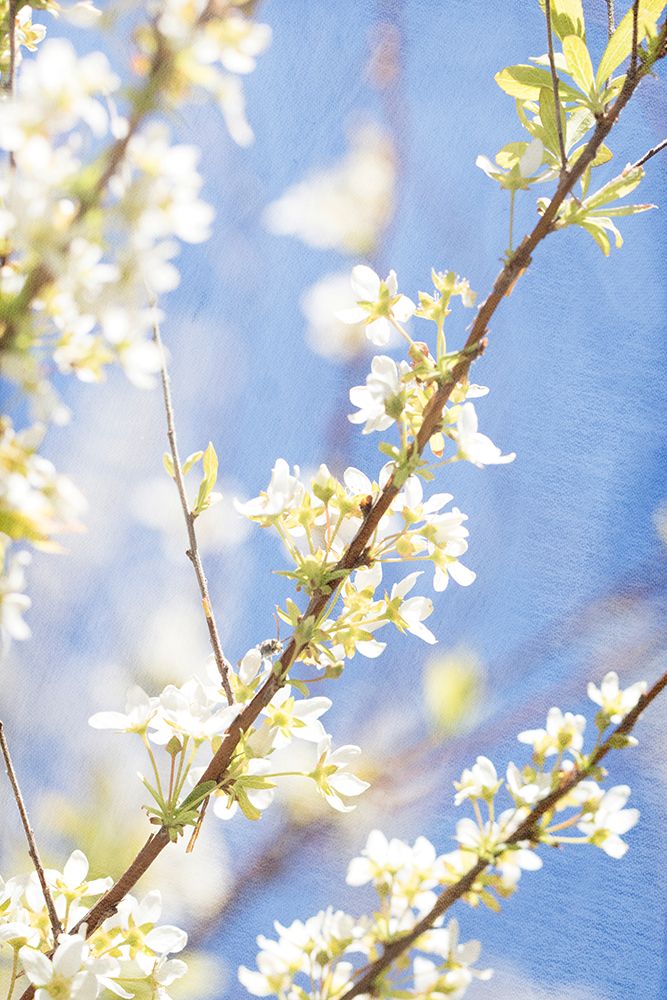 Blue Sky art print by Judy Stalus for $57.95 CAD