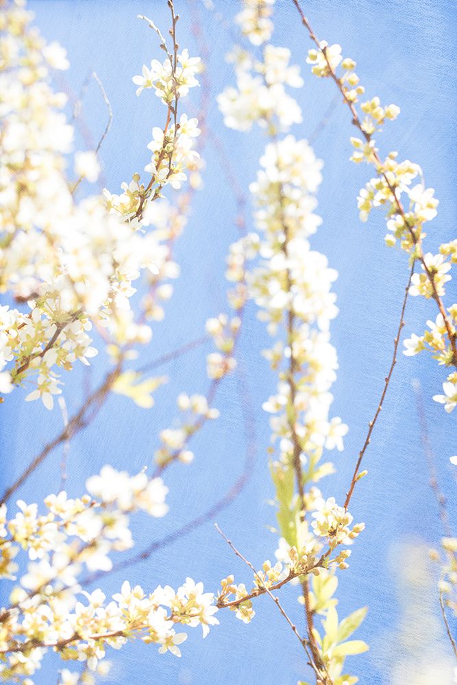 Blue Morning art print by Judy Stalus for $57.95 CAD