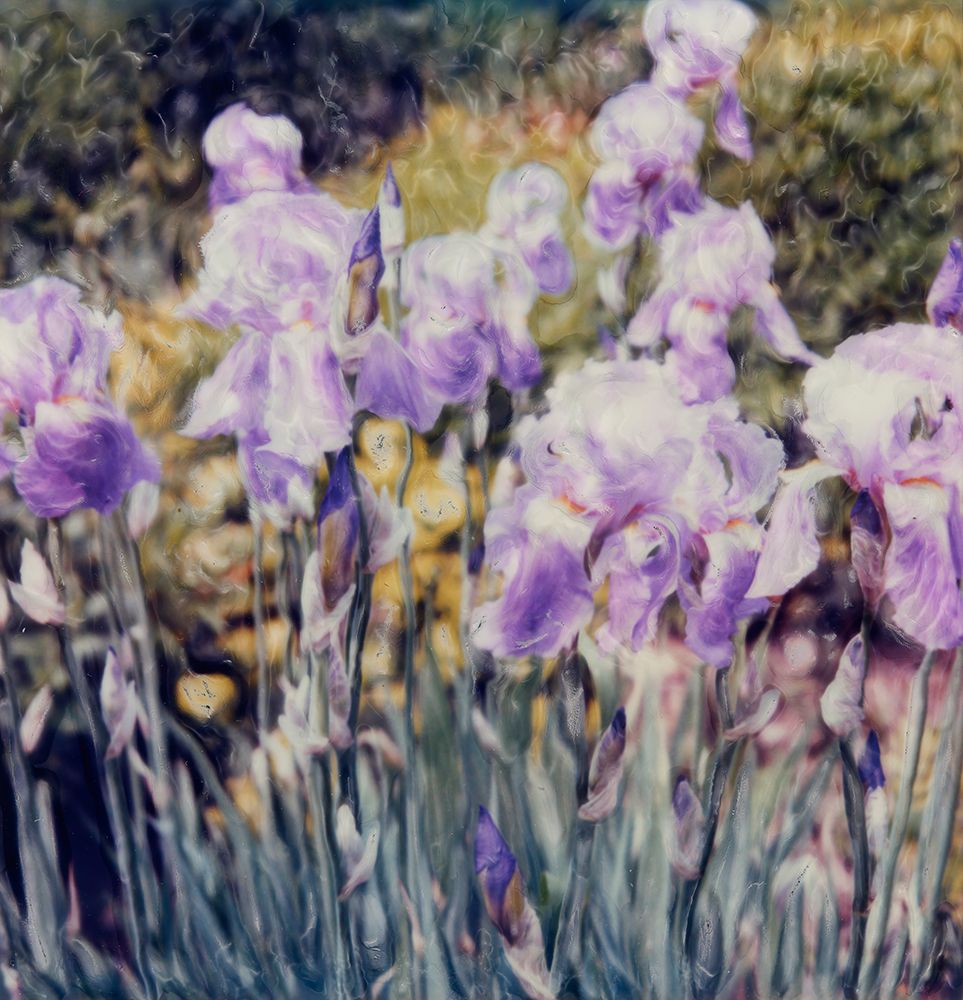 Iris Garden art print by Judy Stalus for $57.95 CAD