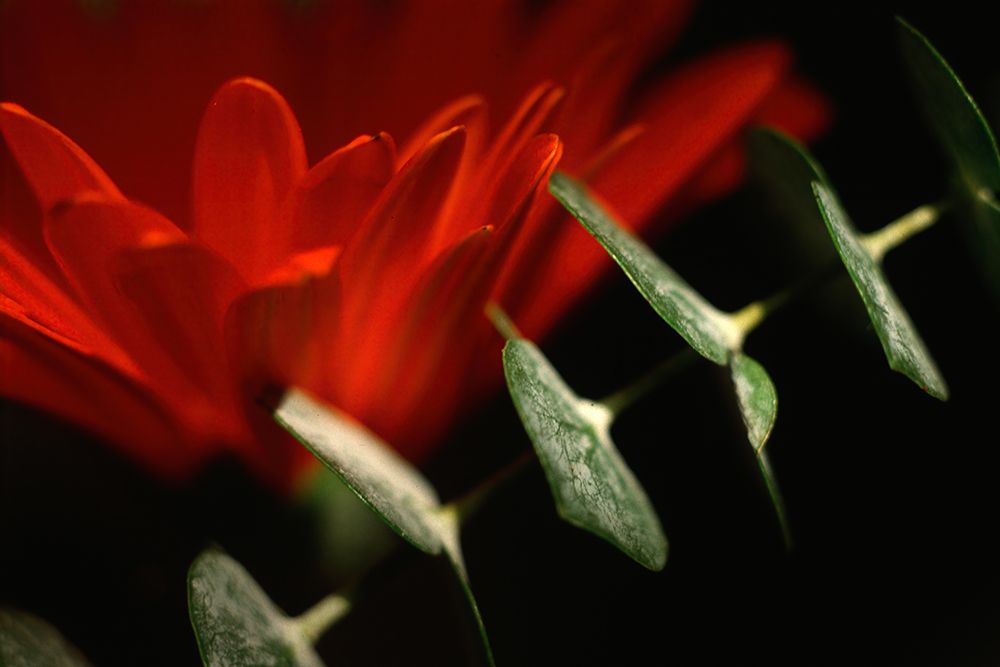 Red Daisy art print by Judy Stalus for $57.95 CAD
