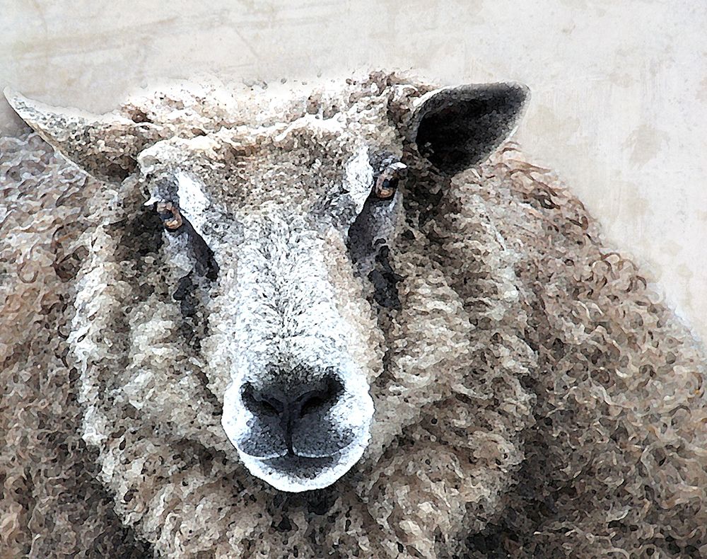 Woolpack art print by Karen Smith for $57.95 CAD