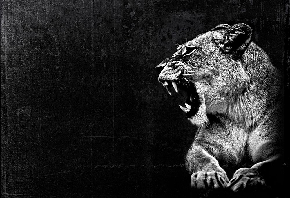 Dark and Wild art print by Karen Smith for $57.95 CAD