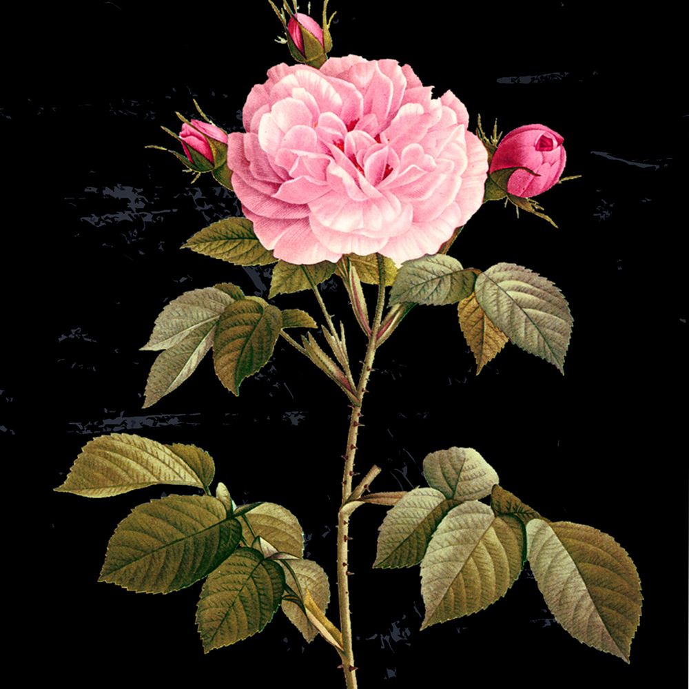 In Bloom I art print by Karen Smith for $57.95 CAD