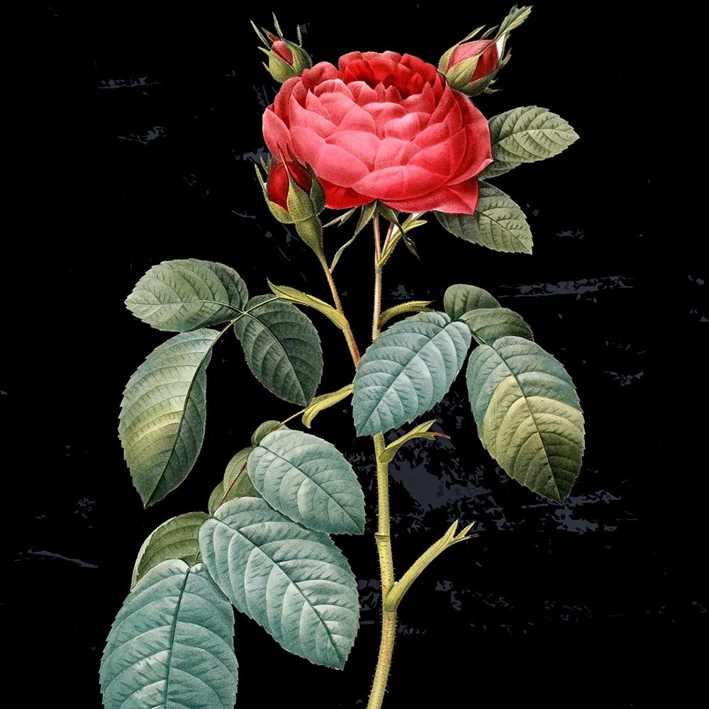 In Bloom II art print by Karen Smith for $57.95 CAD