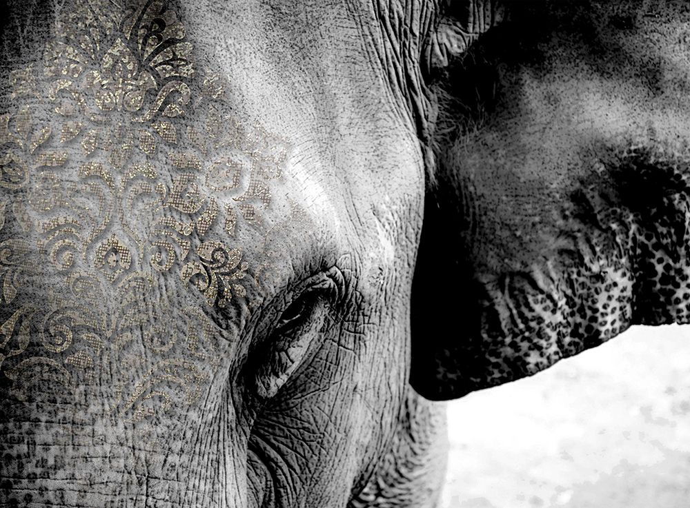Magestic art print by Karen Smith for $57.95 CAD