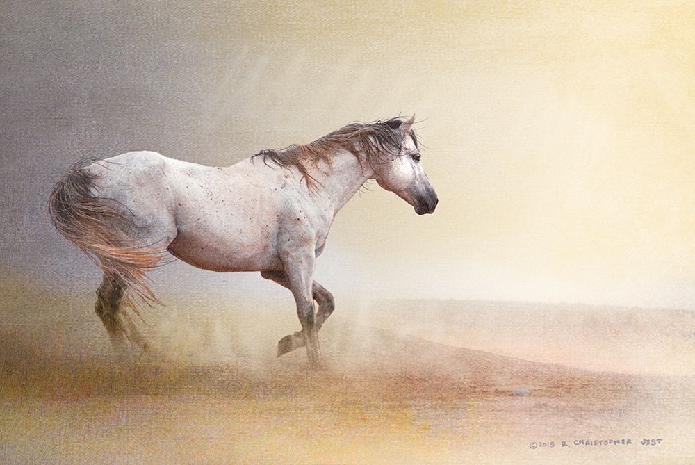 Dust Storm White Horse art print by Christopher Vest for $57.95 CAD