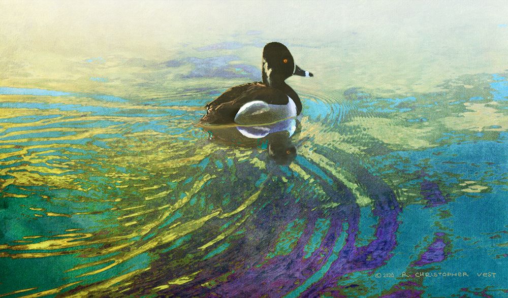 Male Ring Billed Duck art print by Christopher Vest for $57.95 CAD