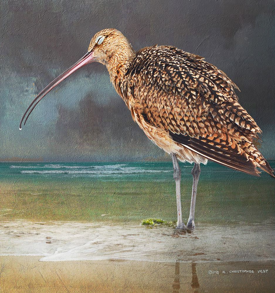 Blissful Curlew art print by Christopher Vest for $57.95 CAD