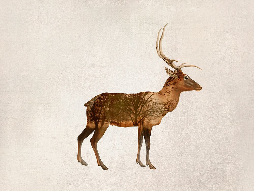 Wild Deer art print by Andrea Haase for $57.95 CAD