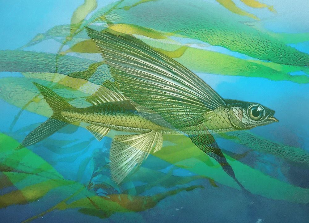 Seaweed Swimmer I art print by Steve Hunziker for $57.95 CAD