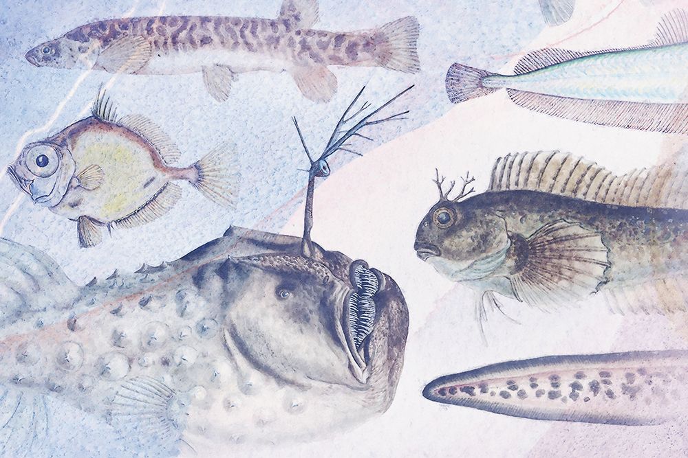 Deep Sea V art print by Steve Hunziker for $57.95 CAD