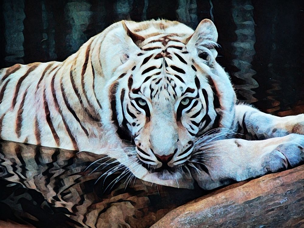 White Tiger Walter Wallow art print by Ashley Aldridge for $57.95 CAD