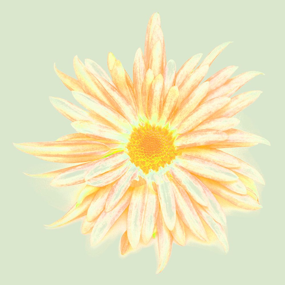 Colorful Flower V art print by Irena Orlov for $57.95 CAD