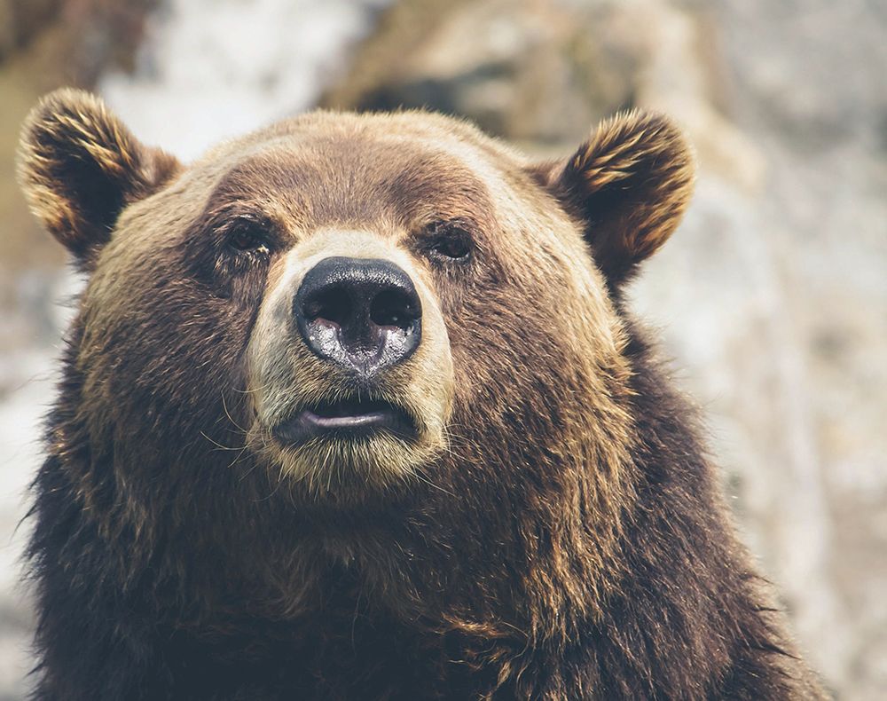 Bear Stare I art print by Karen Smith for $57.95 CAD