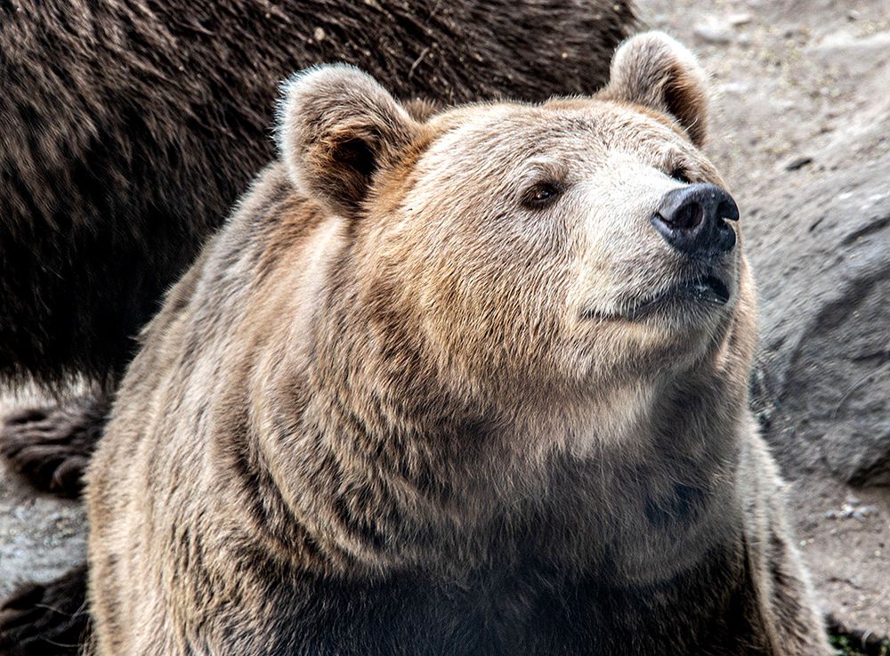 Bear Stare II art print by Karen Smith for $57.95 CAD