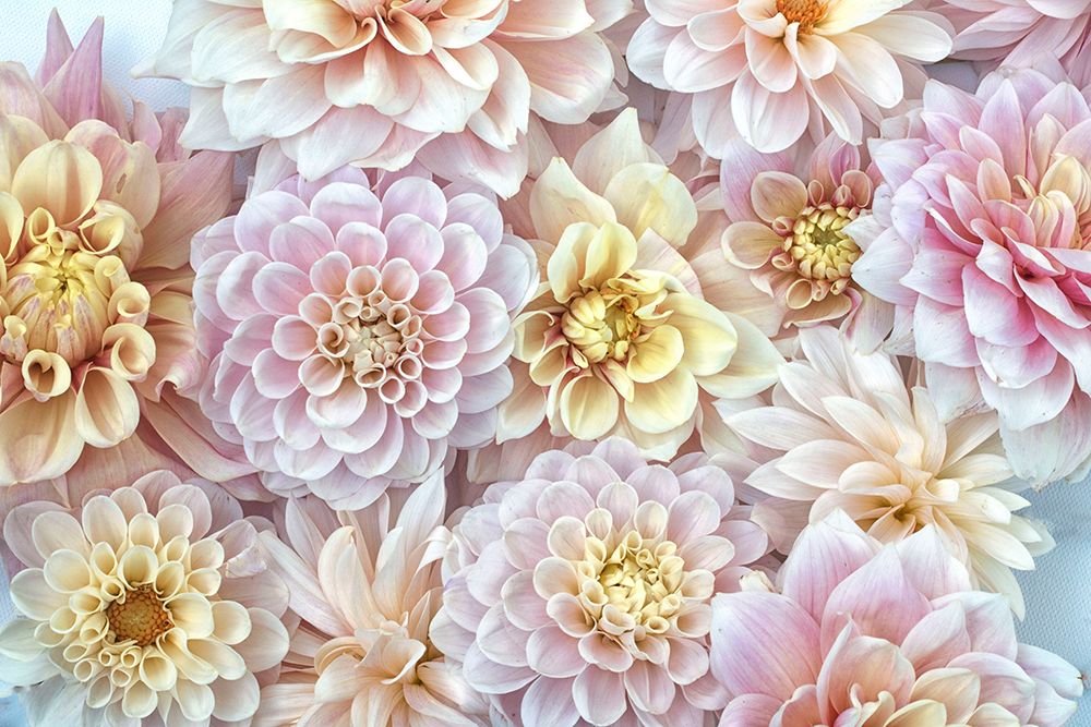Dahlia Tapestry I art print by Judy Stalus for $57.95 CAD
