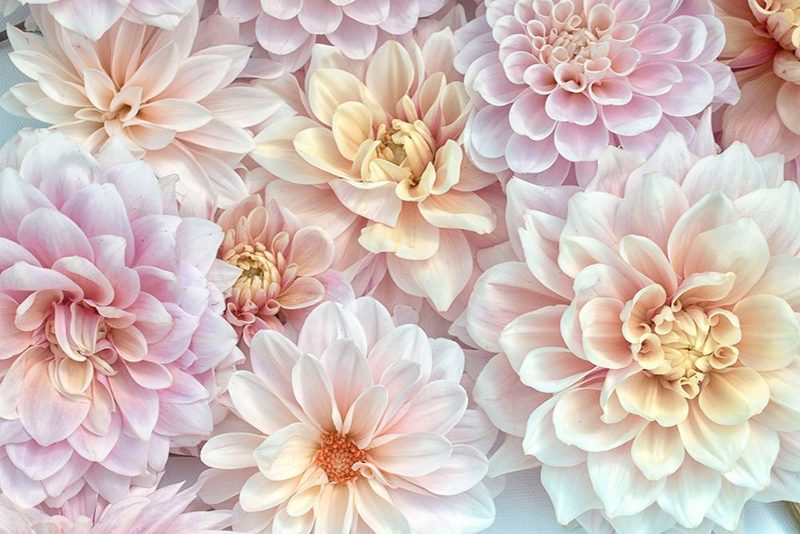 Dahlia Tapestry II art print by Judy Stalus for $57.95 CAD