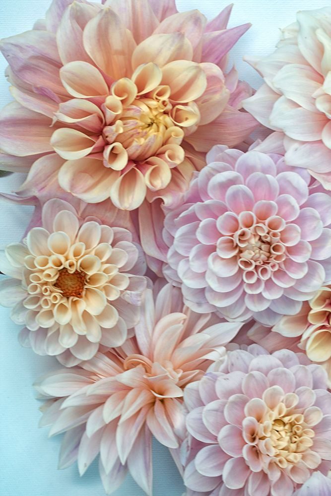 Dahlia Tapestry III art print by Judy Stalus for $57.95 CAD