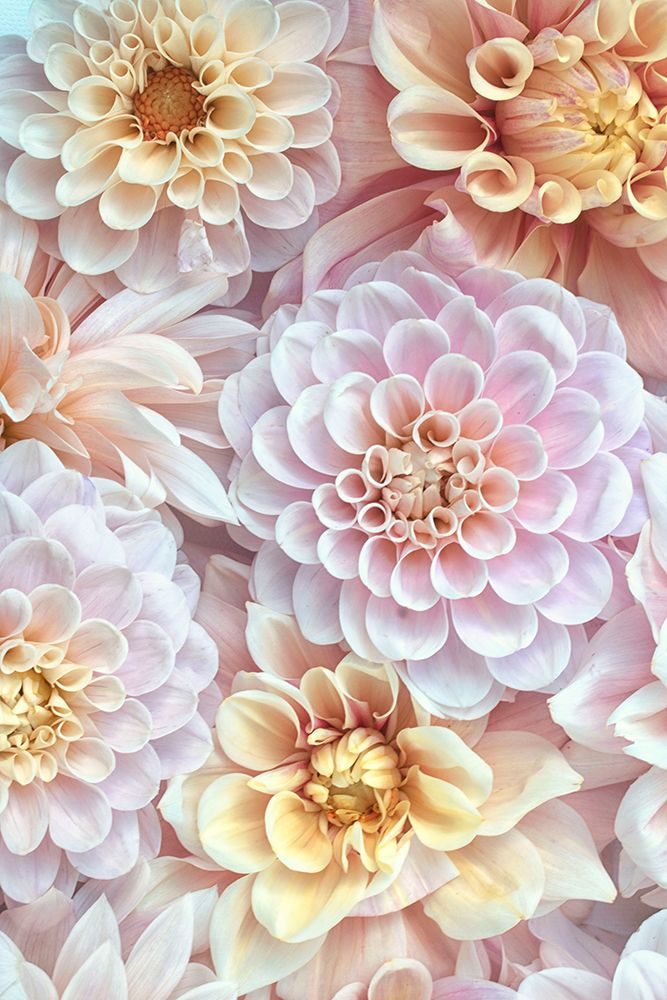 Dahlia Tapestry IV art print by Judy Stalus for $57.95 CAD