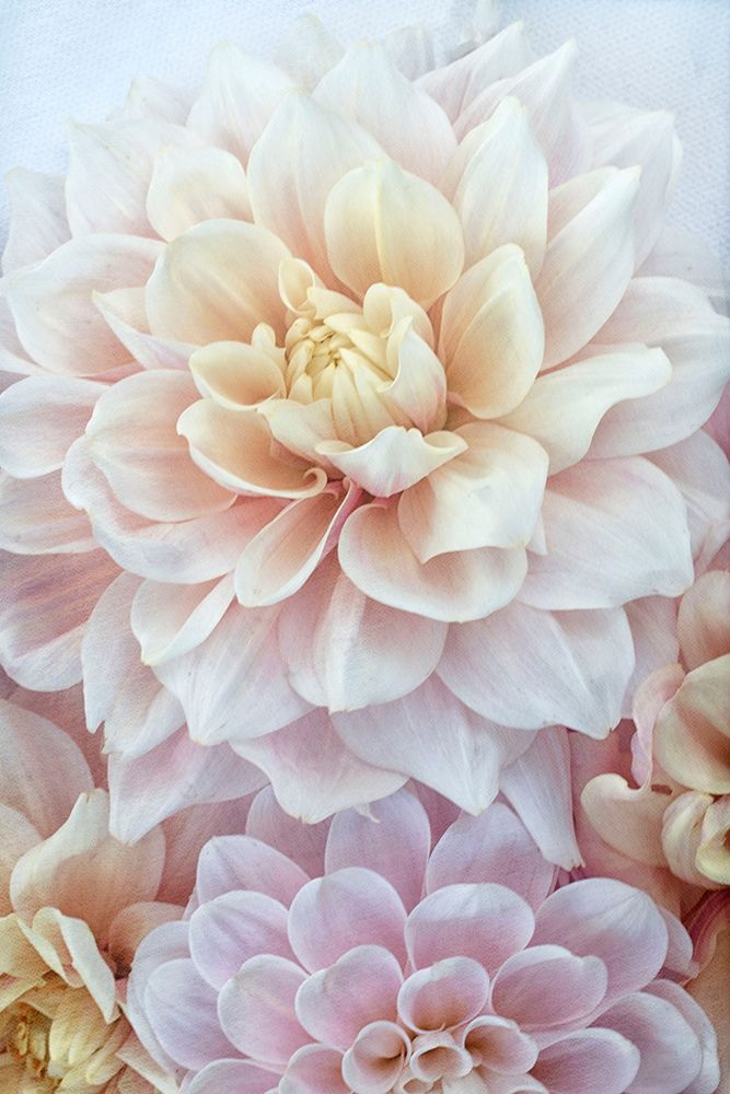 Dahlia Dream art print by Judy Stalus for $57.95 CAD
