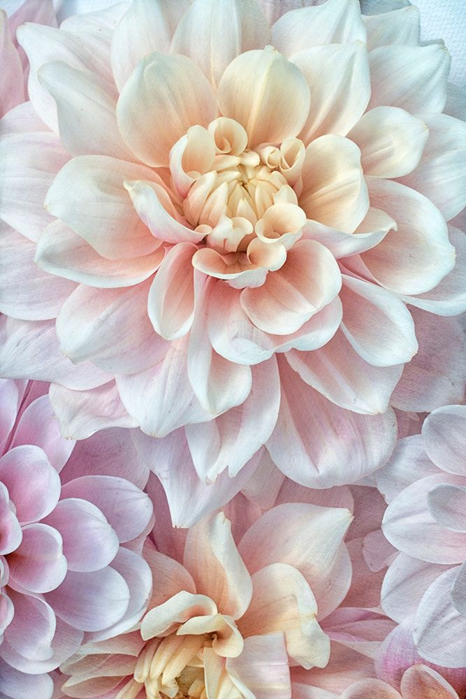 Pink and Gold art print by Judy Stalus for $57.95 CAD