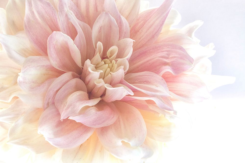 Sunburst art print by Judy Stalus for $57.95 CAD