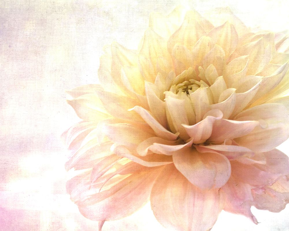 Golden Touch art print by Judy Stalus for $57.95 CAD