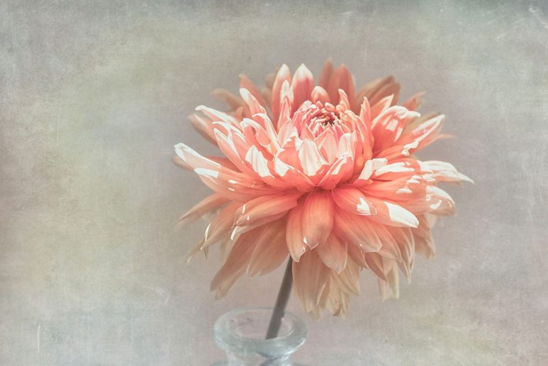 Coral Dahlia art print by Judy Stalus for $57.95 CAD