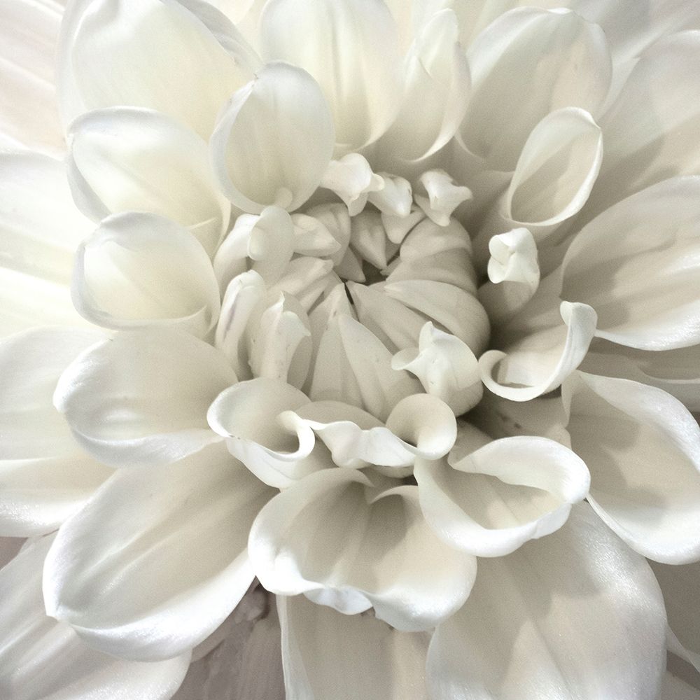 White Morning art print by Judy Stalus for $57.95 CAD