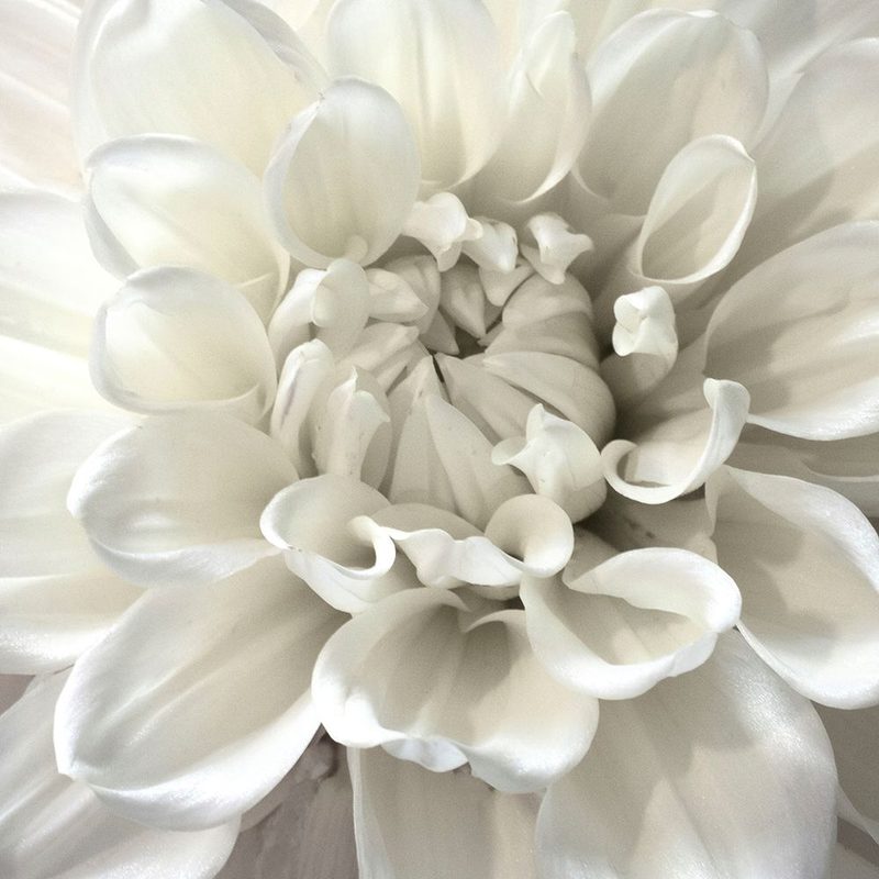 White Morning art print by Judy Stalus for $57.95 CAD