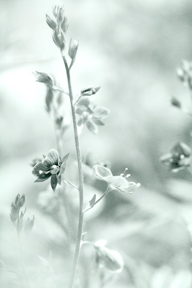 Silver Morning art print by Judy Stalus for $57.95 CAD