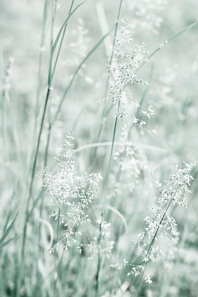 Grass art print by Judy Stalus for $57.95 CAD