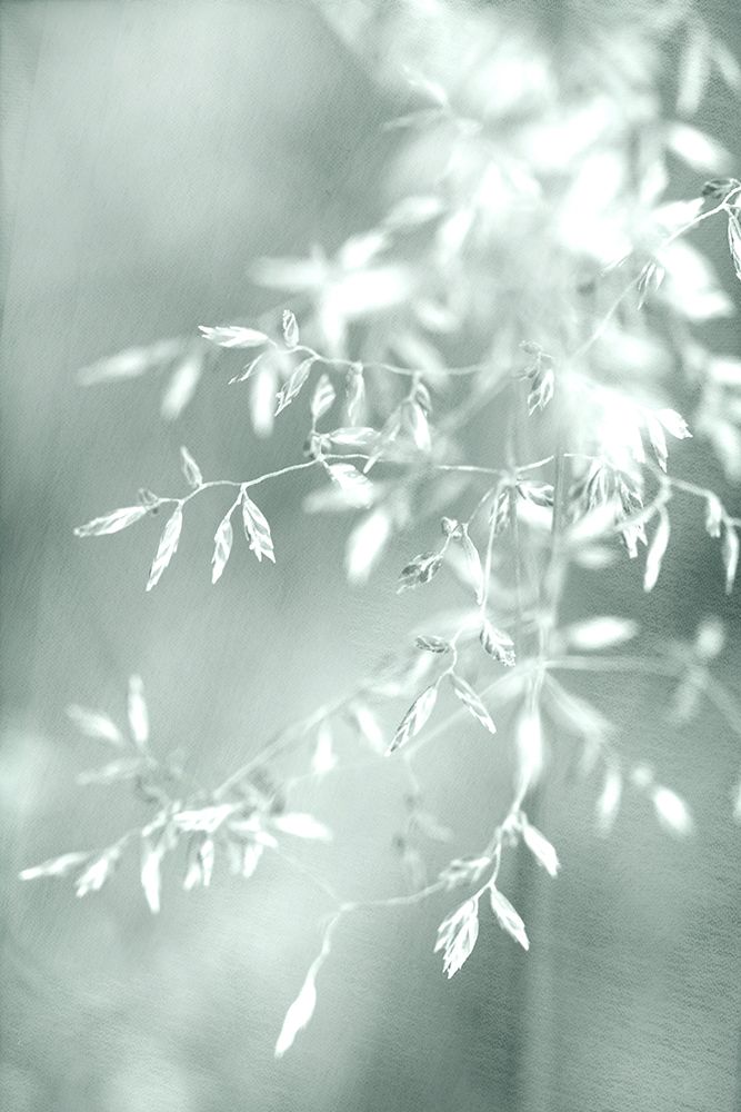 Delicate art print by Judy Stalus for $57.95 CAD