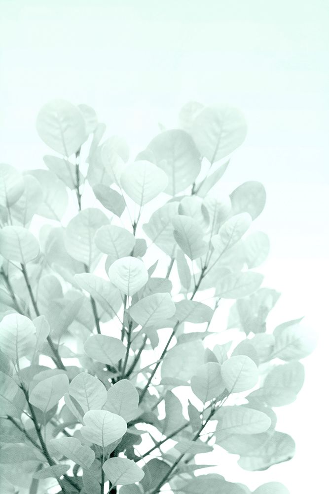 Sweet Shrub art print by Judy Stalus for $57.95 CAD